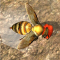 Bee Nest Simulation 3D(BeeNestSimulation3DϷֻ)v1.0.1