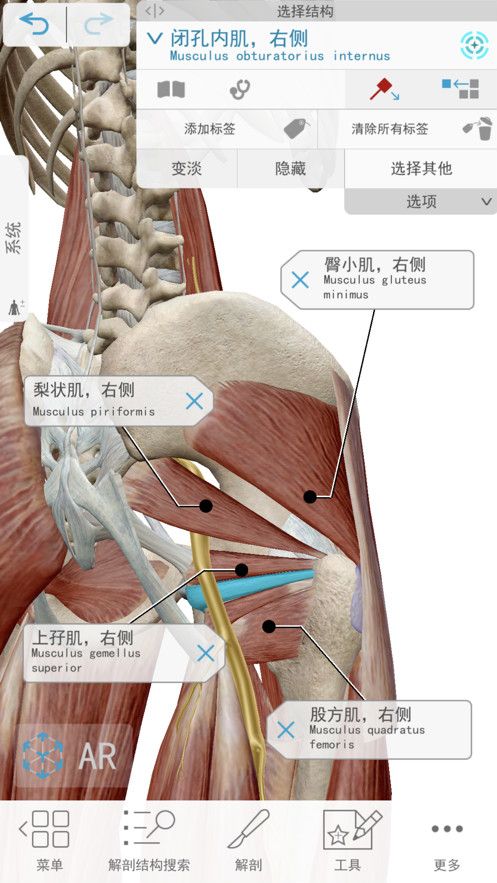 完整的三维人体app破解版下载 完整的三维人体app人体解剖学v21 0 14医师版下载 骑士下载