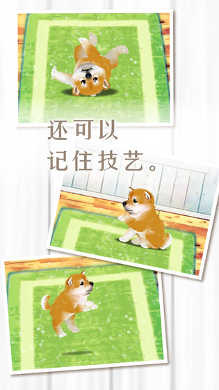 养育柴犬的治愈游戏试玩版 养育柴犬的治愈游戏试玩版