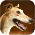 Greyhound Dog SimulatorϷ޽v1.0.8