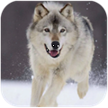 Wolf Dog SimulatorϷ޽v1.0.8