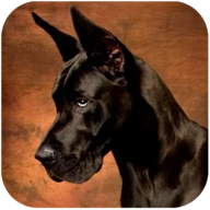Great Dane Dog SimulatorϷ޽v1.0.9
