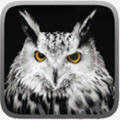 Owl Hunting Journey(èͷӥ֮ùٷ)1.1°