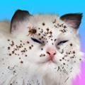Cat Makeover游戏v0.2最新版