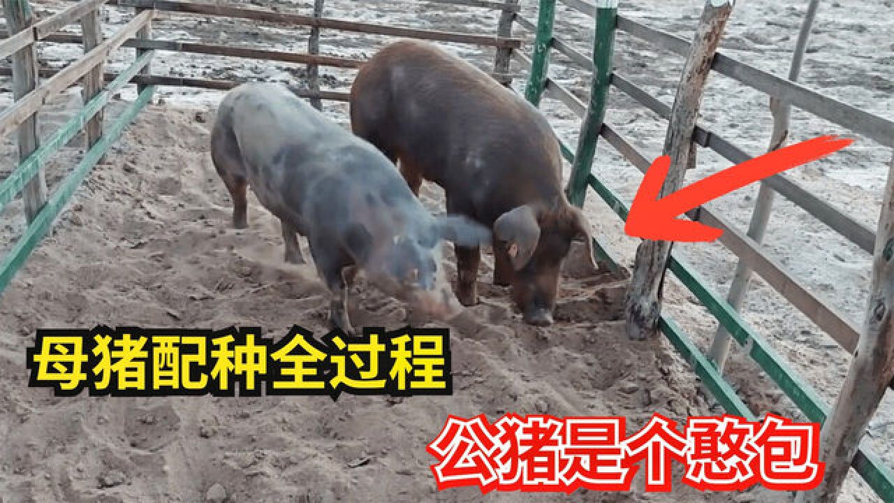 小紫薯 安卓版 安装 教程 图片