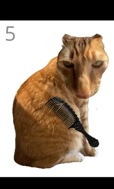 ��è��ë2026�ֻ���v1.0 �ٷ����ͼ1