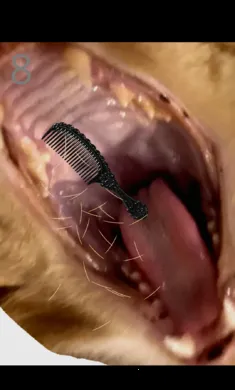 ��è��ë2026�ֻ���v1.0 �ٷ����ͼ2