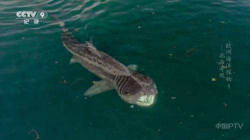 �ú�ֱ��TV��v1.0.8��׿���ͼ0