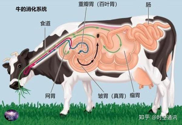 食草动物消化纤维素 微生物发酵过程图