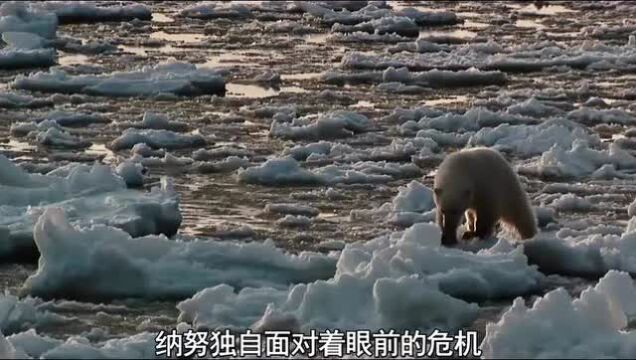 食肉动物 冰川 融化 北极熊 生存 危机 图片