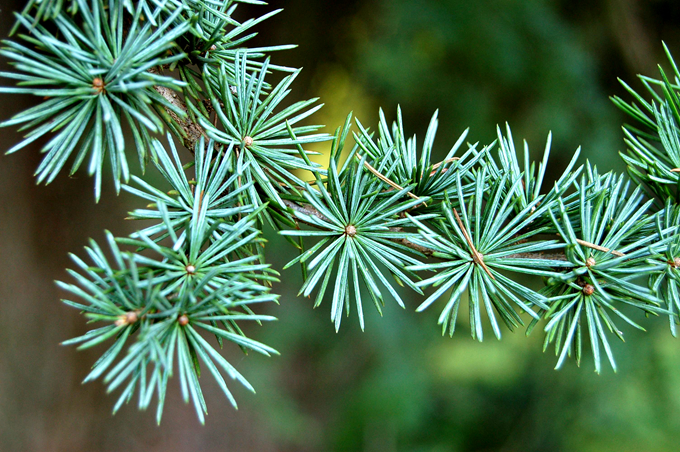 雪松家庭养殖茂盛方法配图
