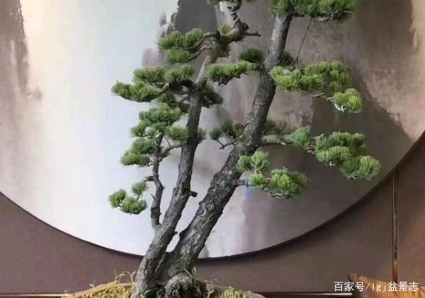 雪松浇水频率控制图解