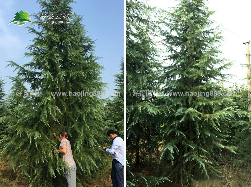 雪松病虫害防治技巧图片